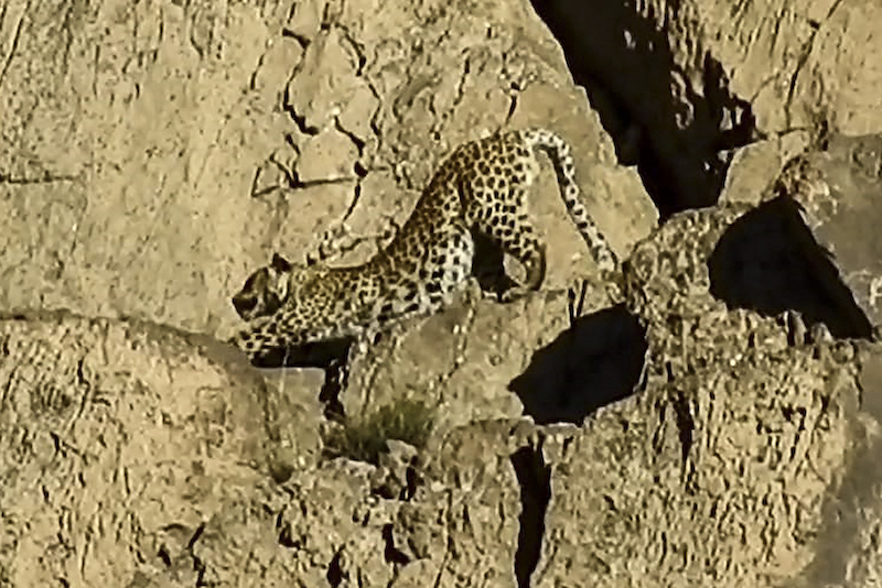 This handout video grab taken on May 7, 2021 and released by Pakistanu00e2u20acu2122s Wildlife Department on May 21, 2021 shows a rare Persian leopard at the Hazarganji-Chiltan National Park on the outskirts of Quetta. u00e2u20acu201d Handout via AFP 