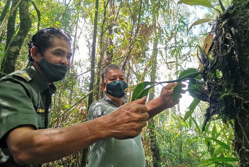 Sabah Tourism, Culture, and Environment Assistant Minister cum Sabah Tourism Board chairman Datuk Joniston Bangkuai being briefed by Sabah Parks ranger Benidict Joseph Busin at the Wild Orchid Garden in Gunung Alab. u00e2u20acu201d Borneo Post Online pic