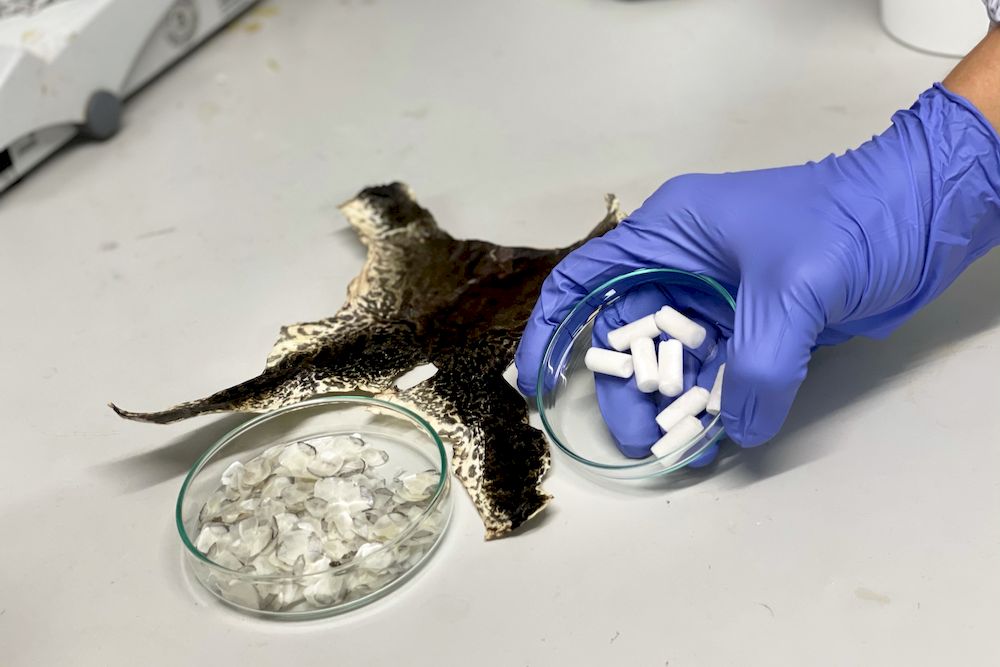 The scientists believe the biomaterial is a promising alternative to the current standard practice of using a patient’s own tissues, which requires additional surgery for bone extraction. At the same time, the production of this biomaterial tackles the problem of aquaculture waste. — National Technological University pic