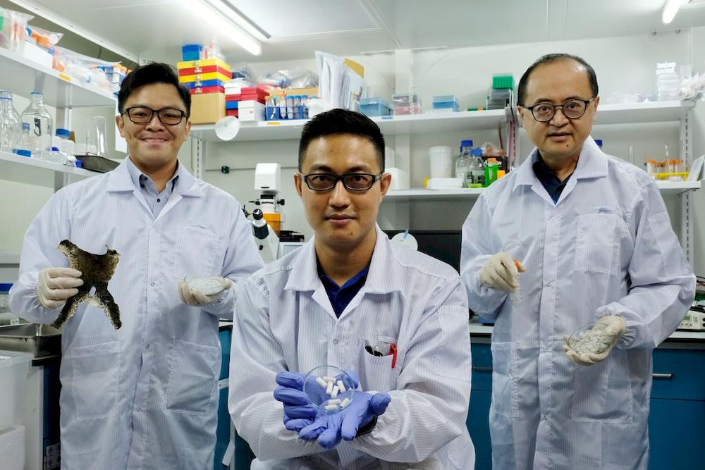 A research team from the National Technological University in Singapore has developed a new biomaterial made entirely from discarded bullfrog skin and fish scales that could help in bone repair. u00e2u20acu201d Nanyang Technological University pic via TODAY