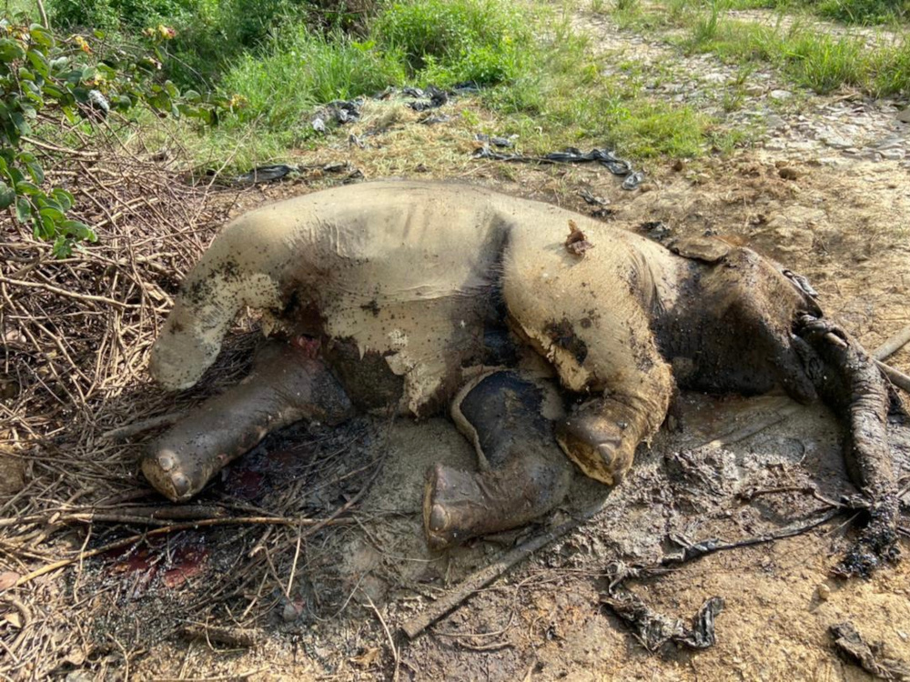 The carcass of one of the elephants killed due to accidental ingestion of herbicide poison on a vegetable farm near the Kahang Dam area in Kluang, May 5, 2021. u00e2u20acu201d Picture courtesy of Johor Wildlife and National Parks Department (Perhilitan)nn
