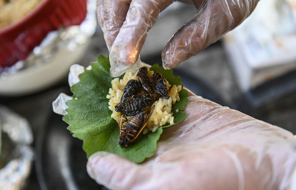 Fried cicadas are rolled into a sushi roll by Chef Bun Lai at Fort Totten Park in Washington, DC. u00e2u20acu2022 AFP pic via ETX Studio