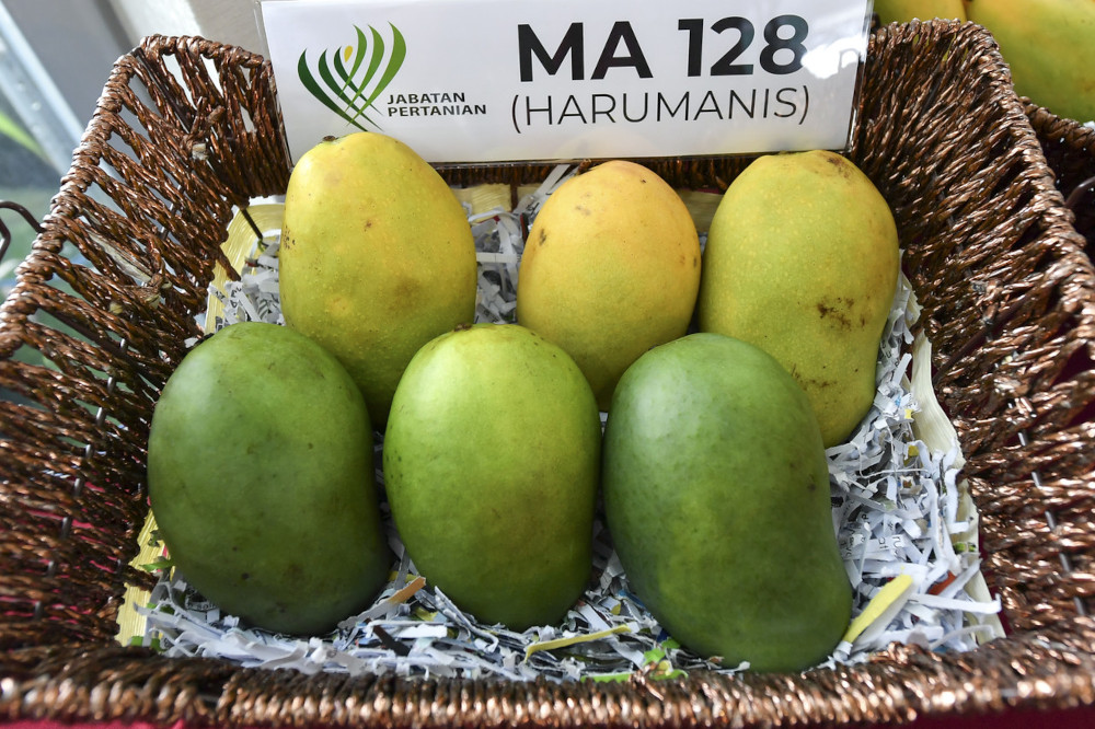 The online sale of Harumanis mangoes received encouraging response, with a sales value of RM22 million from April until yesterday. u00e2u20acu201d Bernama pic 