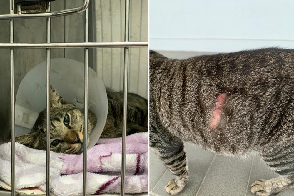 A cat named Milo was one of the cats found with a slash wound in the Ang Mo Kio area. u00e2u20acu201du00c2u00ac Picture courtesy of Ang Mo Kio South Feeders and Caregivers via TODAY
