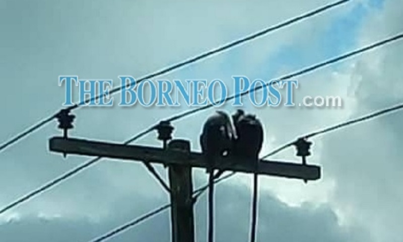Monkeys seen sitting on top a power pole near the 33/11 Daro Substation recently. u00e2u20acu2022 Borneo Post pic