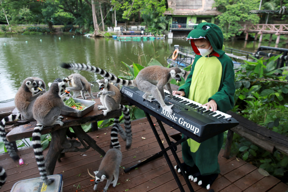 Lemurs are seen as Seenlada Supat, 11, plays keyboard for animals amid the coronavirus disease (Covid-19) outbreak, at a zoo in Chonburi, Thailand May 26, 2021. u00e2u20acu201d Reuters pic