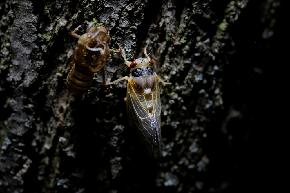 A newly emerged adult cicada dries its wings on a tree near Rock Creek park in Washington, DC May 9, 2021. u00e2u20acu201d Reuters pic