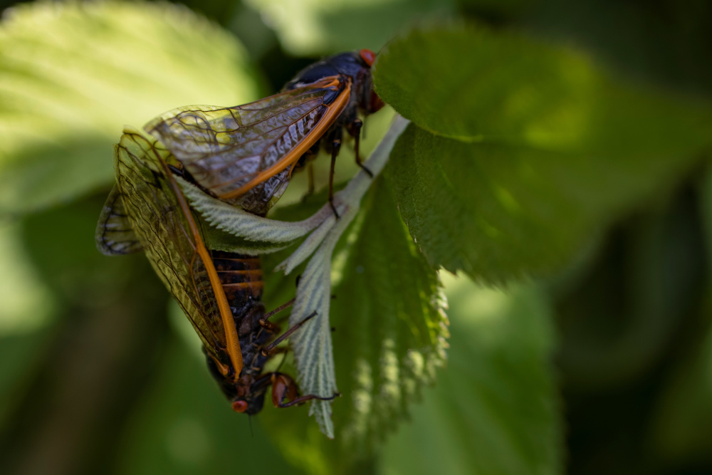 Brood X cicadas mate near Blairsville, Georgia May 22, 2021. — Reuters pic