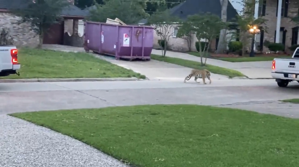 A video on Twitter showing the tiger roaming around a Houston suburb has been viewed three million times. u00e2u20acu201d Screengrab from Twitter/@robwormald