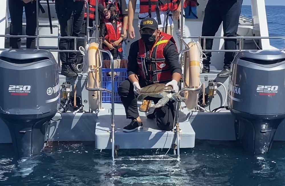 Klowyi about to be released back into sea by a Wildlife Department vet after a clean bill of health. u00e2u20acu2022 Picture by Julia Chan