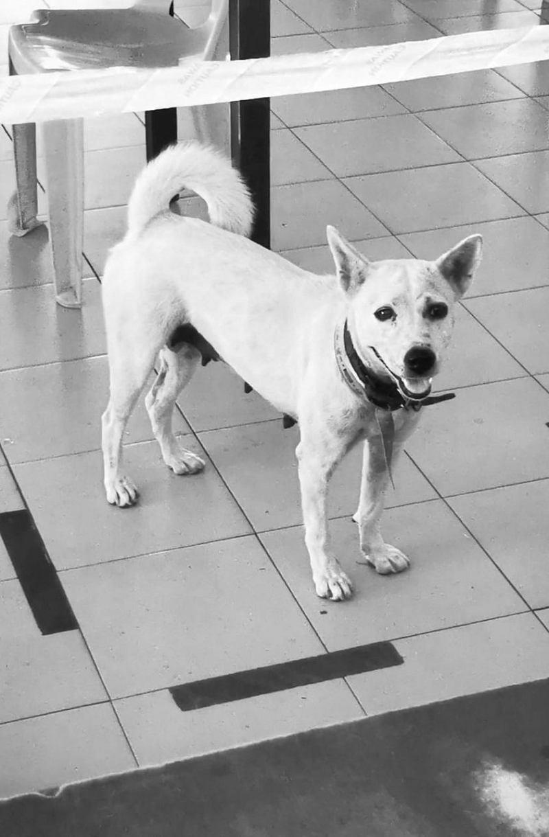 Animal lovers were taken aback by the sad news of Xiao Bai's death in Miri, Sarawak. u00e2u20acu2022 Picture via Facebook/ Alex Sim