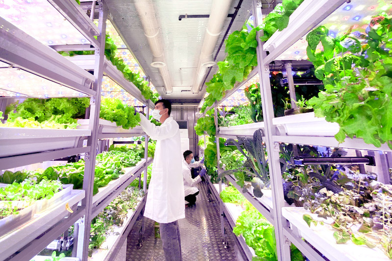 Harvest-to-table vegetables have arrived in Malaysia, courtesy of The Vegetable Co. u00e2u20acu201d Picture courtesy of The Vegetable Co.