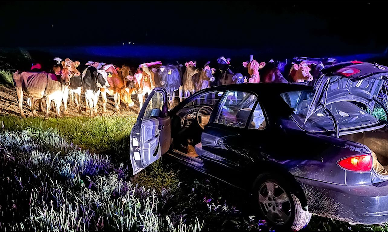 A herd of cows helped Wisconsin police arrest a man trying to escape checks. u00e2u20acu201d Photo via Facebook/ Barron County Sheriff's Department