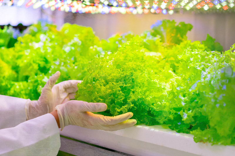 Plenty of care is taken in growing the vegetables, with the latest vertical farming technology. — Picture courtesy of The Vegetable Co.