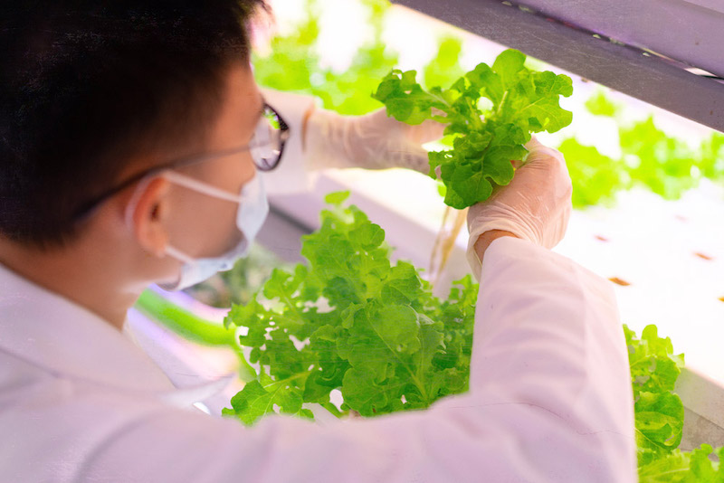 Harvesting time. — Picture courtesy of The Vegetable Co.
