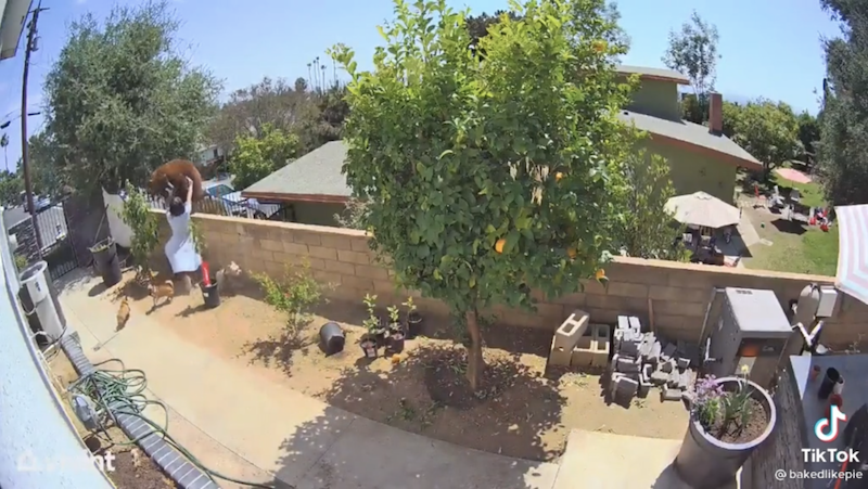 A screen grab from a TikTok video shows Hailey Morinico pushing a bear off her garden wall to protect her dogs. 