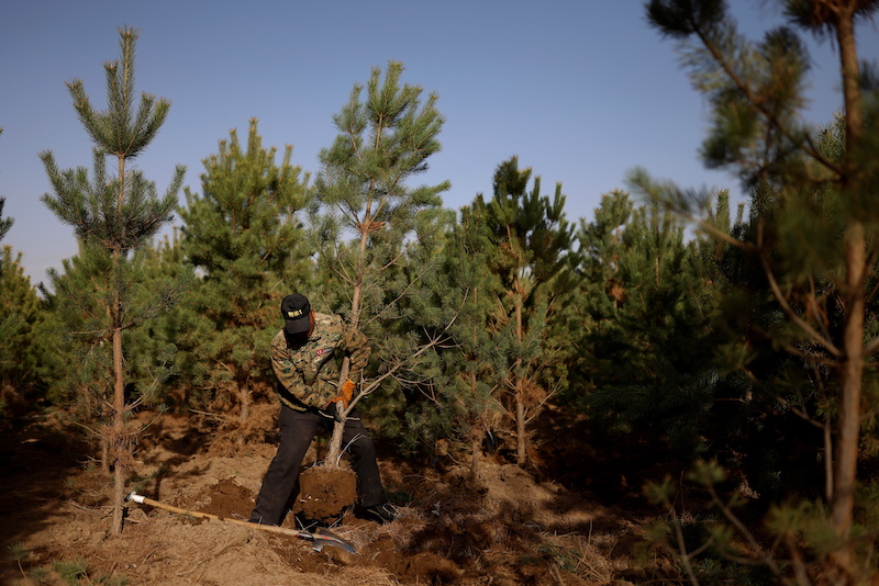 A worker lifts a tree from the ground at the Toudunying state-owned commercial forest estate in a village near the edge of the Gobi desert, on the outskirts of Wuwei, Gansu province, China April 16, 2021. u00e2u20acu201d Reuters pic