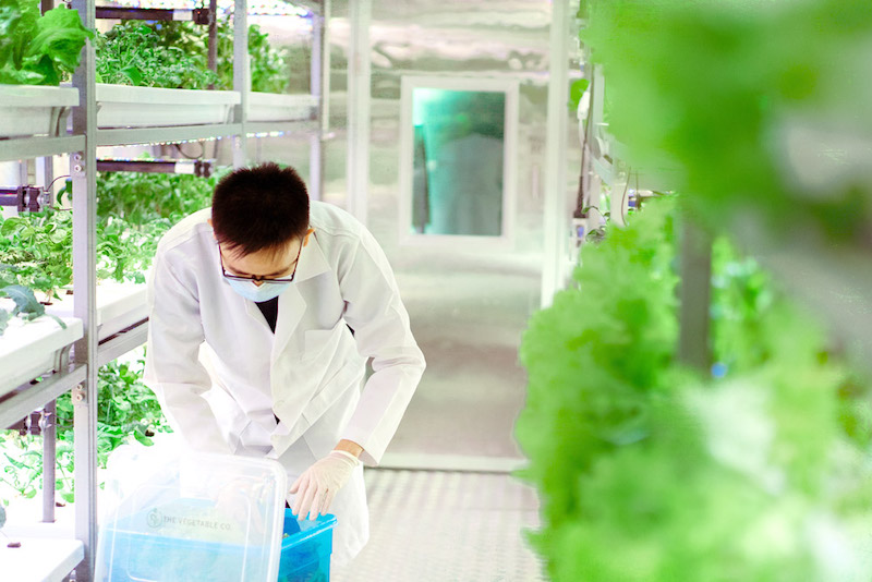 Packing the just-harvested vegetables into subscription boxes. — Picture courtesy of The Vegetable Co.