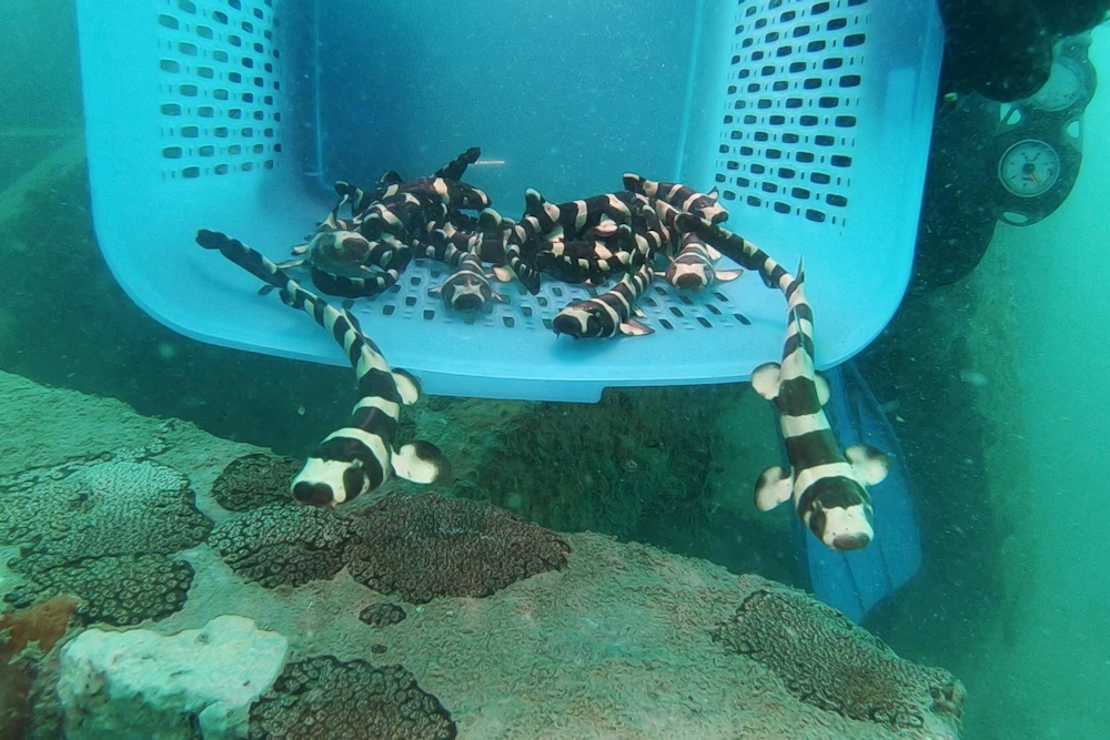 A conservationist from the marine fisheries research centre in Thailand's east coast holds brownbanded bamboo sharks before they are released into the sea, in this still image obtained from video on June 1, 2021. u00e2u20acu201d Reuters pic