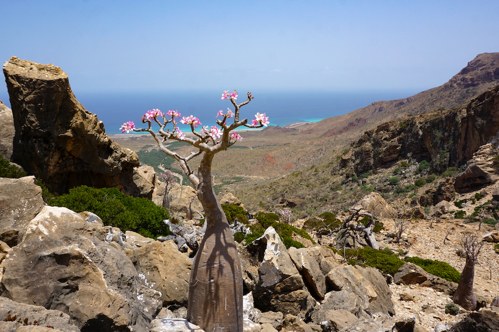 A flowering bottle tree, or desert rose, is pictured on April 12, 2021, at Homhil in the northeast of the Yemeni island of Socotra, part of the flora found only in the Indian Ocean archipelago. u00e2u20acu201d AFP pic