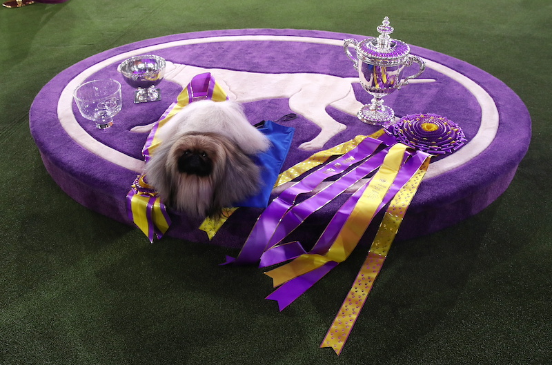 Wasabi, a Pekingese of East Berlin, Pennsylvania is posed after winning the Best in Show at the 145th Westminster Kennel Club Dog Show at Lyndhurst Mansion in Tarrytown, New York June 13, 2021. u00e2u20acu201d Reuters pic