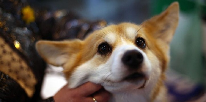 A woman in Beijing is offering a house for the safe return of her family's Corgi. u00e2u20acu201d Reuters pic
