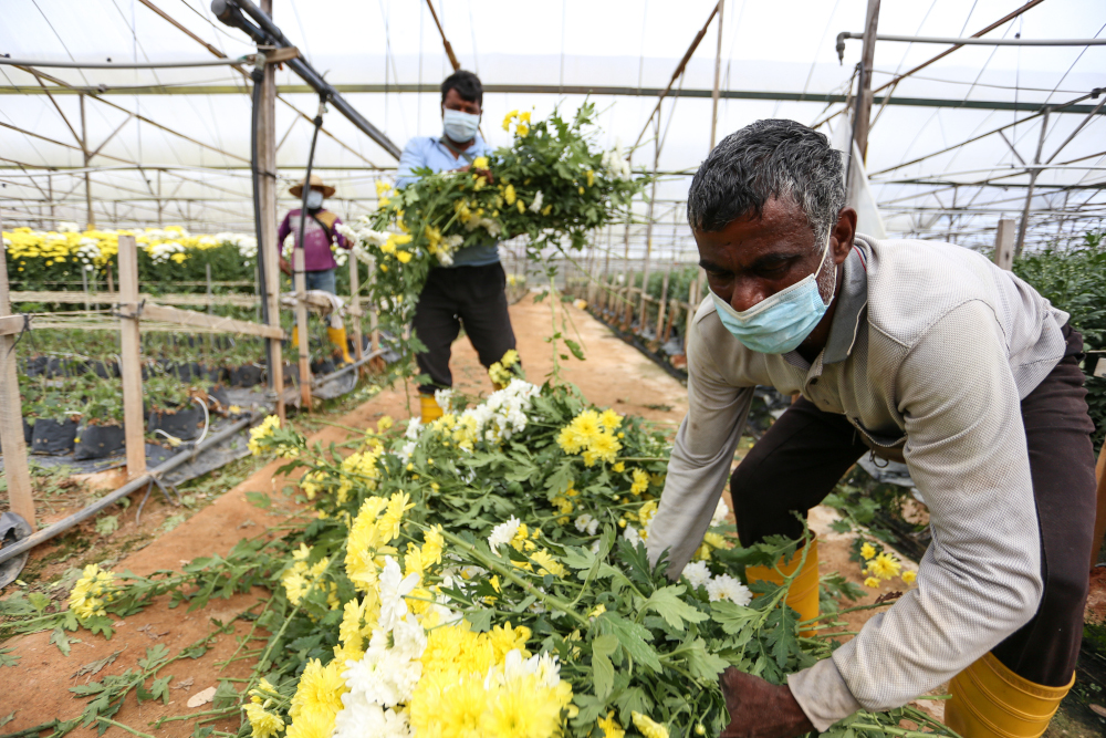 Flower growers have to throw out their flowers because there is no demand during FMCO 3.0 in Cameron Highlands June 12, 2021. u00e2u20acu201d Picture by Ahmad Zamzahuri 