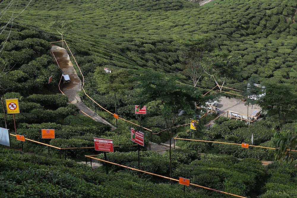 A tea plantation valley  in Cameron Highlands is deserted during FMCO June 13,2021. —Picture by Ahmad Zamzahuri