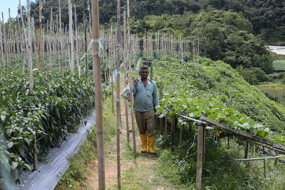 Farmer at a vegetable farm  in Cameron Highlands June 13,2021. u00e2u20acu201d Picture by Ahmad Zamzahurin