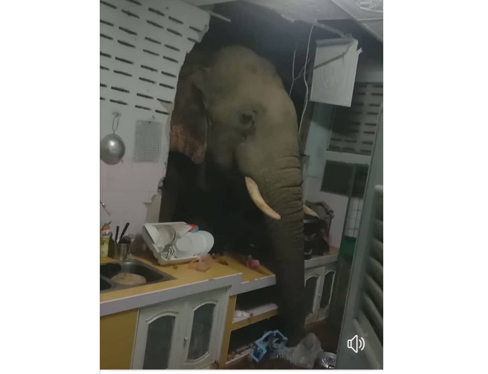 Elephants have been turning up at homes of residents at Pa-la-U in Hua Hin, Thailand to look for food. u00e2u20acu201d Screen capture via Facebook/ Kittichai Boodchan