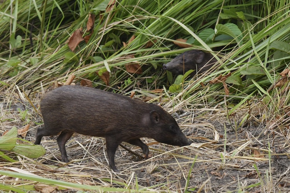 A dozen of the worldu00e2u20acu2122s smallest pigs have been released into the wild in northeastern India as part of a conservation programme to boost the population of a species once thought to have become extinct. u00e2u20acu201d AFP pic