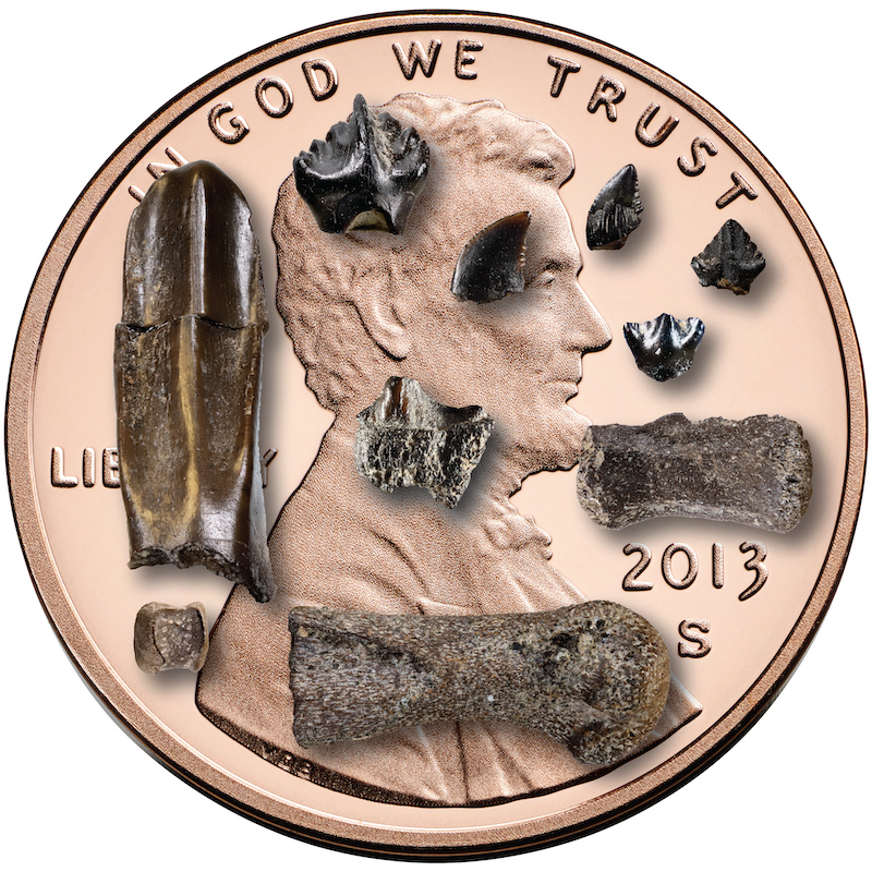This undated image courtesy of Patrick Druckenmiller shows baby dinosaur bones and teeth from the Prince Creek Formation, northern Alaska, on a US penny which is 19mm in diameter. u00e2u20acu201d AFP pic