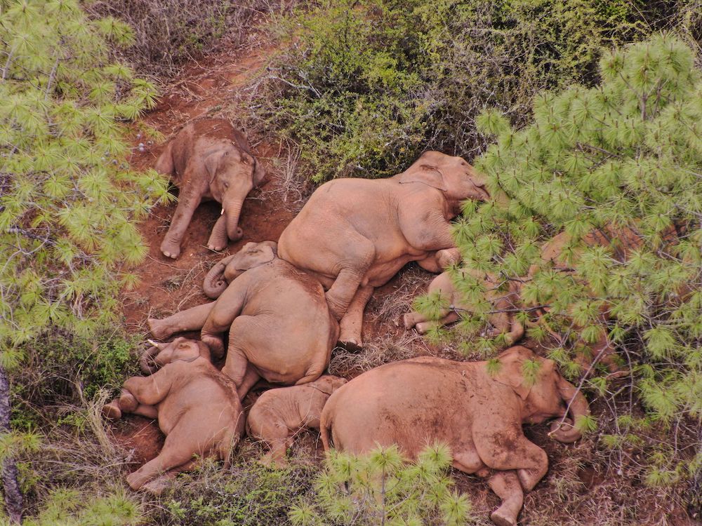 This file photo released by Yunnan Provincial Command of the Safety Precautions of the Migrating Asian Elephants shows elephants, part of a herd which had wandered 500km north from their natural habitat, resting near Yuxi city, in Yunnan province. u00e2u20acu201d AFP
