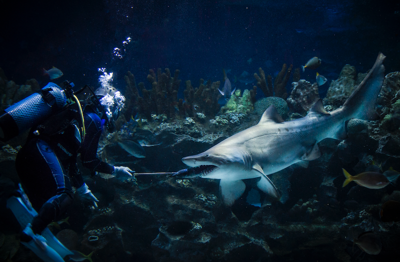 A diver feeding a shark in one of Aquaria KLCC’s exhibits. — Picture courtesy of Aquaria KLCC