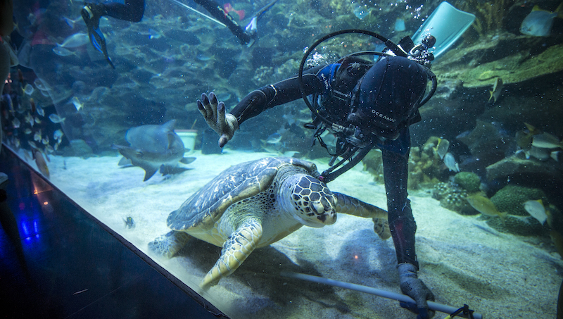 A green sea turtle swims past a diver inside Aquaria KLCC. — Picture courtesy of Aquaria KLCC