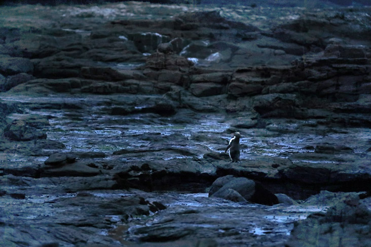 Finally, a rare Yellow-eyed Penguin returns from the sea.