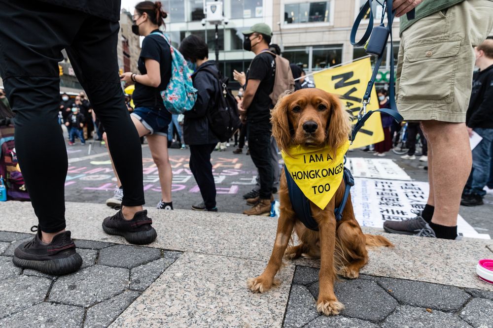 A dog named Koa wears a neckerchief that reads u00e2u20acu0153Iu00e2u20acu2122m a Hongkonger Toou00e2u20acu009d at a rally to mark the second anniversary of the protests in Hong Kong, in Union Square in New York City, US, June 12, 2021. u00e2u20acu201d Reuters pic