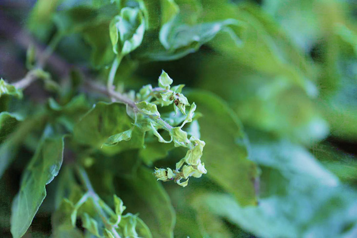 The 'krapao' (holy basil) leaves have a distinctive flavour that perfumes the dish.