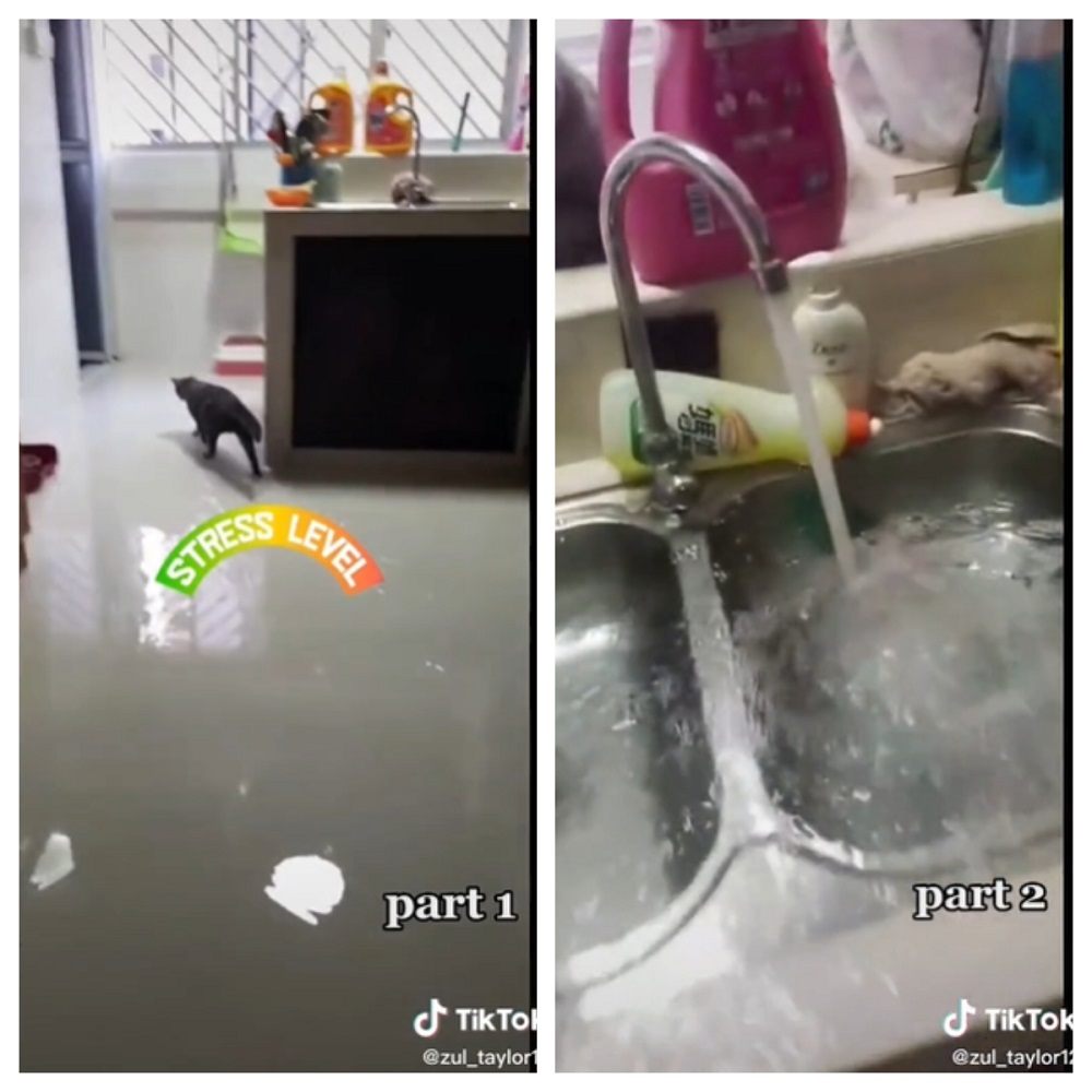 One of Zul's cats playing with water with the tap still being on. u00e2u20acu2022 Screengrab via TikTok/zul_taylor12