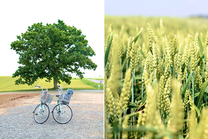 Cycling is a popular pursuit especially in the countryside where you can see fields of gold.