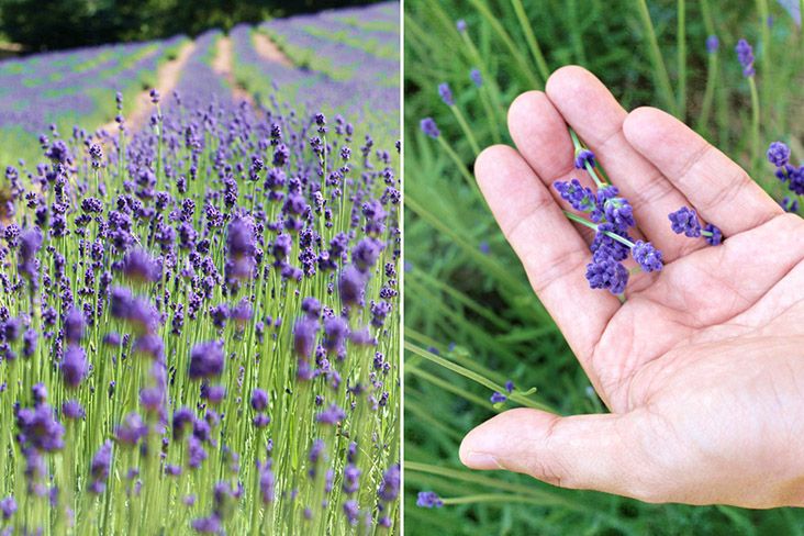 Rows of lavender in full bloom at the height of summer.