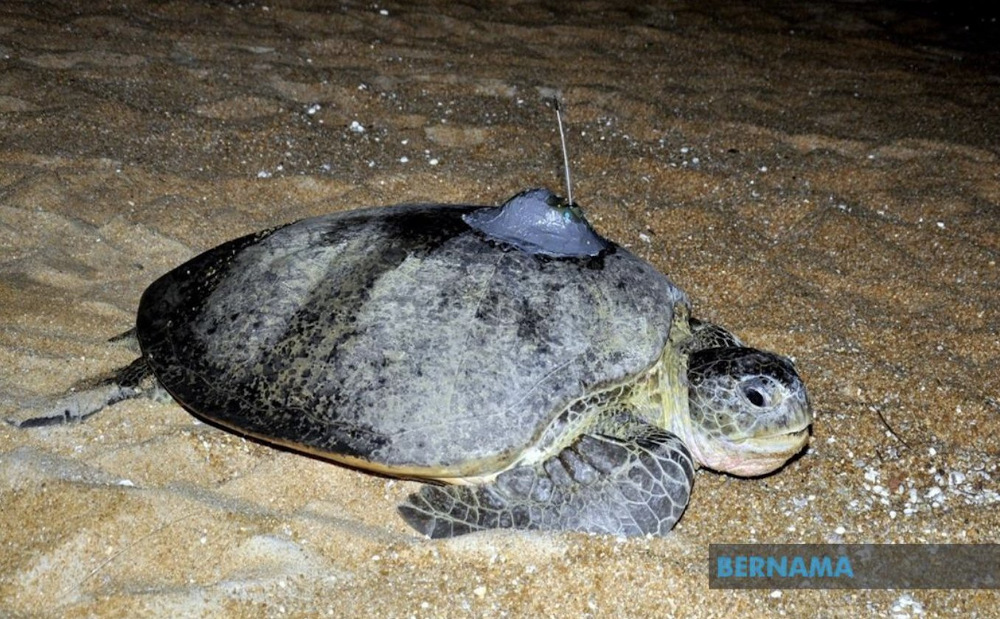 A leatherback sea turtle was discovered by a fisherman who was fishing near Pulau Lima in Pulau Redang. u00e2u20acu201d Picture via Twitter/Bernama