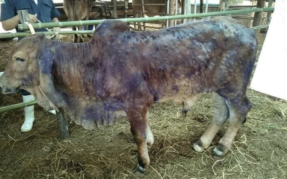 Department of Veterinary Services said that Lumpy Skin Disease is not a zoonotic disease that can be transmitted from animals to humans. u00e2u20acu201d Picture via Bernama/Twitter