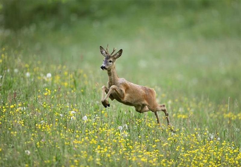 Two nude sunbathers startled by a deer had to get help from police after they got lost in an Australian national park. u00e2u20acu2022 Reuters pic