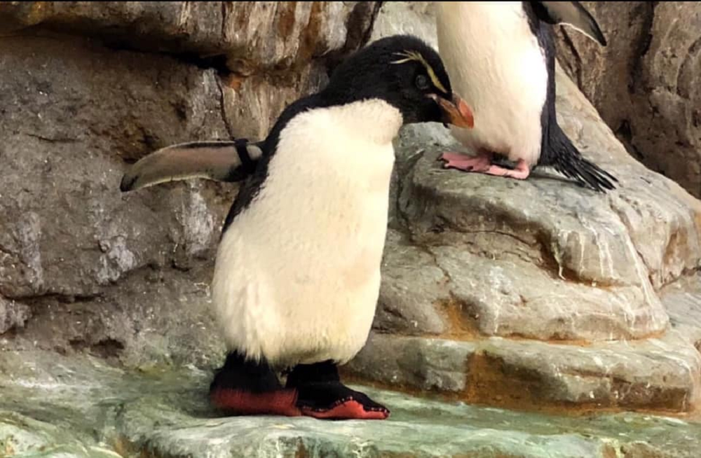 Enrique the elderly penguin, which suffers from arthritis, now wears a pair of custom-made boots. u00e2u20acu2022 Picture via Facebook/ Anton Vass