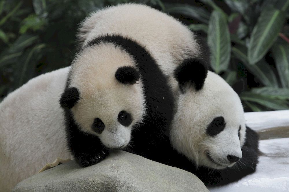 Baby panda Nuan Nuan playing with her mother, Liang Liang at the Giant Panda Conservation Centre at the National Zoo, in Kuala Lumpur April 7, 2017. u00e2u20acu201d Picture by Yusof Mat Isa