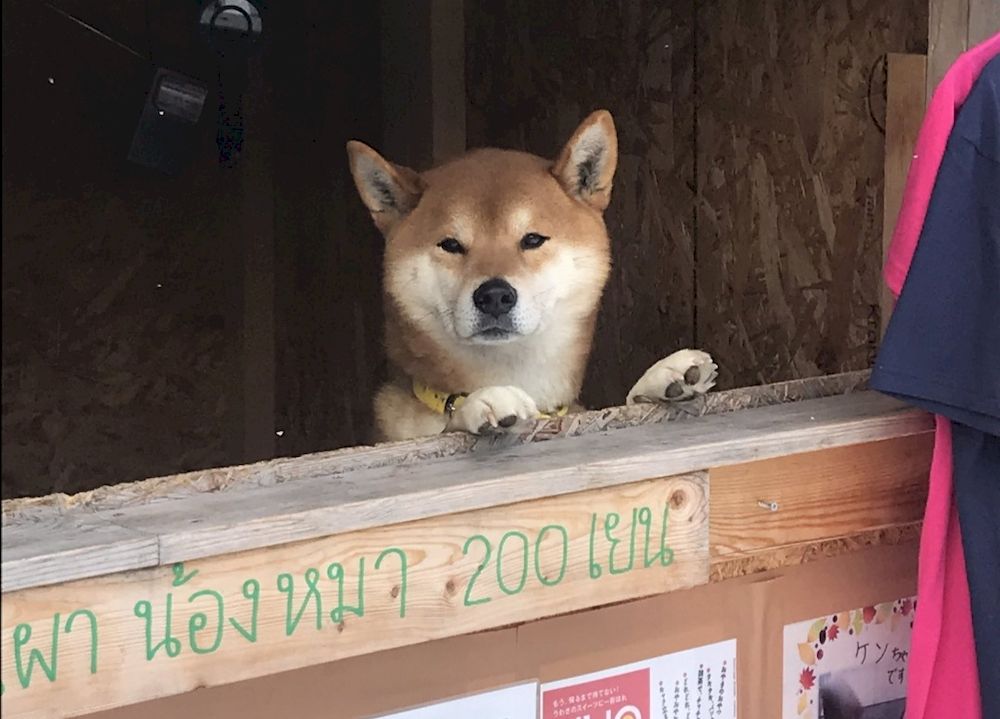 Ken, a Shiba Inu that manned a roast sweet potato stand in Sapporo, on the island of Hokkaido in Japan, has passed away on June 6. u00e2u20acu201d Photo via Twitter/ @mopi_no_suke