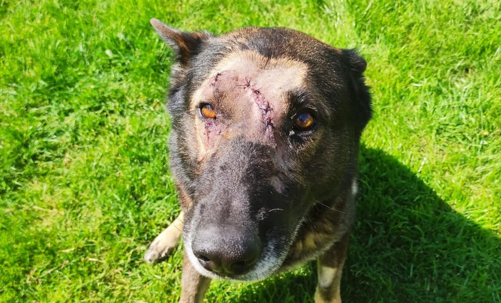 Kaiser received multiple stitches on his head after a knife attack on Sunday. u00e2u20acu201d Picture via Metropolitan Police website
