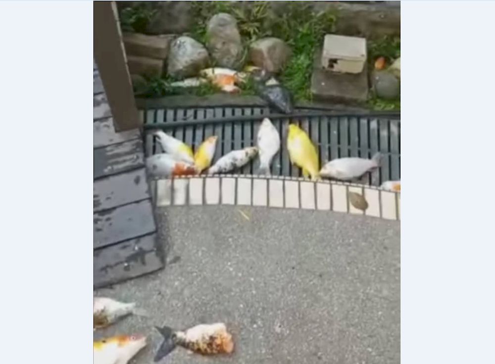 A family of otters cleaned out two fish ponds filled with koi in a Singapore church. u00e2u20acu201d Screengrab from Shin Min Daily News