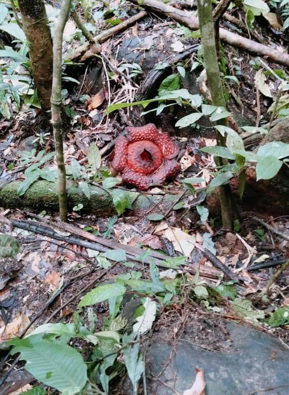One of the two Rafflesia flowers discovered by Kujan at a jungle near Sungai Parod. — Picture courtesy of Borneo Post Online 
